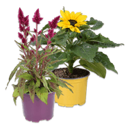 Zonnebloemplant of Celosia