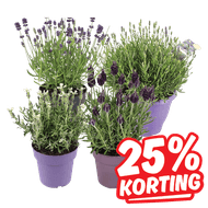 Lavendel