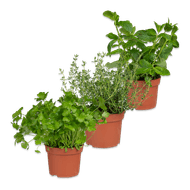 Kruiden in pot