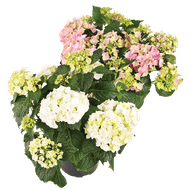 Tuinhortensia
