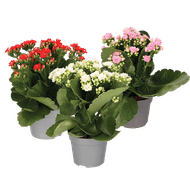 Kalanchoë