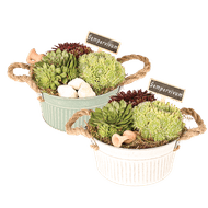 Arrangement Sempervivum 