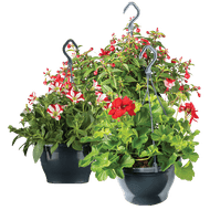Hangpetunia, Hanggeranium of Hangfuchsia