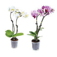 Orchidee 2-tak