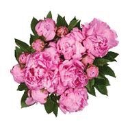 Pioenrozen