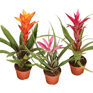 Bromelia