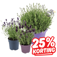 Lavendel