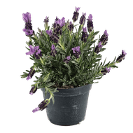 Lavendel Stoechas