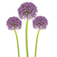 Allium