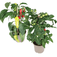 Snackgroenteplanten