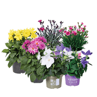 Dahlia, Platycodon of Dianthus