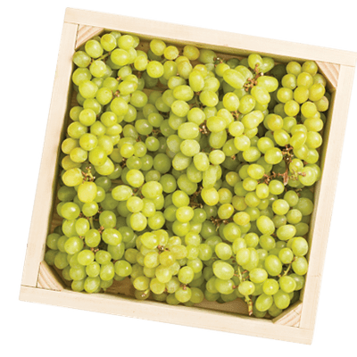 Witte Druiven