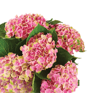 Hortensia Bloem