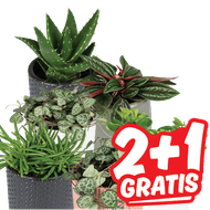 Mini Plantjes