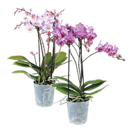 Orchidee Multiflora