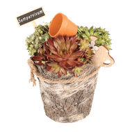 Arrangement Sempervivum