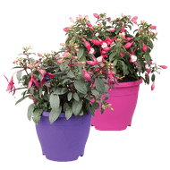 Fuchsia In Terraspot