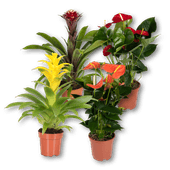Anthurium of bromelia