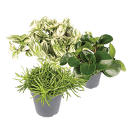 Trendy Plant Mix