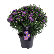 Tuin Aster 