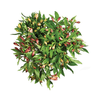 Alstroemeria