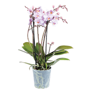 Orchidee Multiflora