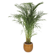 Areca Palm