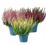 Calluna