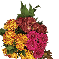 Herfstchrysanten