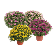 Bolchrysanten
