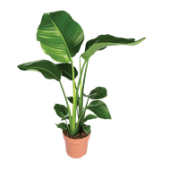 Strelitzia