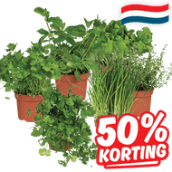 Hollandse Kruiden