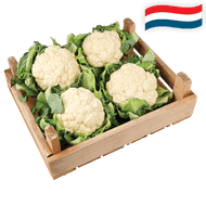 Hollandse Bloemkool