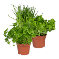 Kruiden in pot