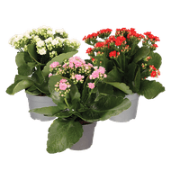 Kalanchoë