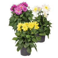 Dahlia Xxl