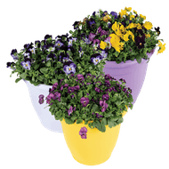 Violen In Terraspot