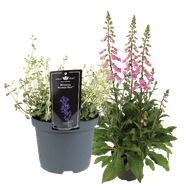 Digitalis
