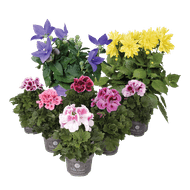 Platycodon, Dahlia of Franse Geranium