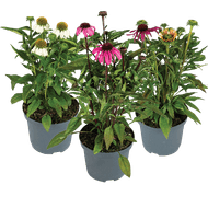 Echinacea