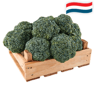 Hollandse Broccoli  