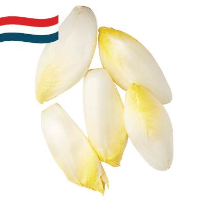 Hollandse Witlof