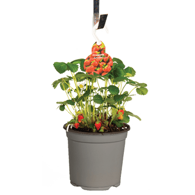 Aardbeienplant In Hangpot