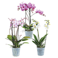 Orchidee 2-tak