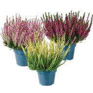 Calluna