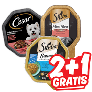 Sheba of Cesar