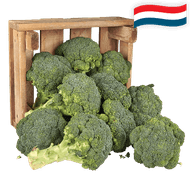 Hollandse Broccoli