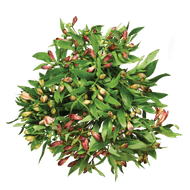 Alstroemeria