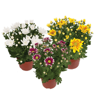 Chrysant Pot
