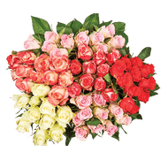 Rozen